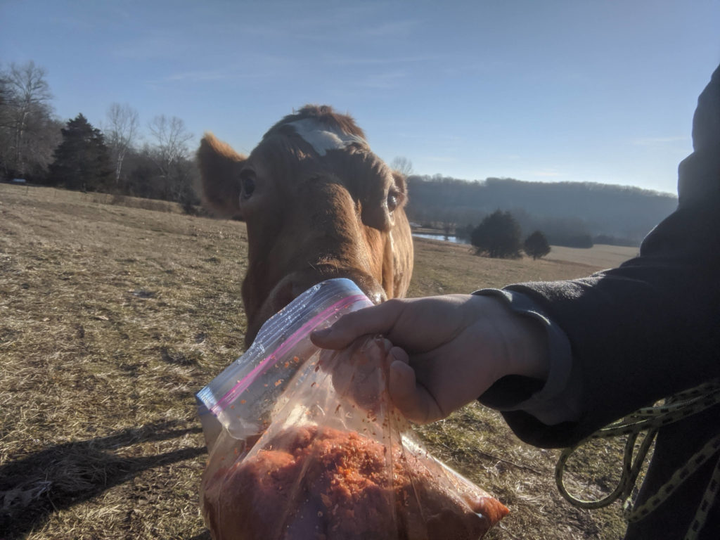 Janda following a bag of ground carrots.