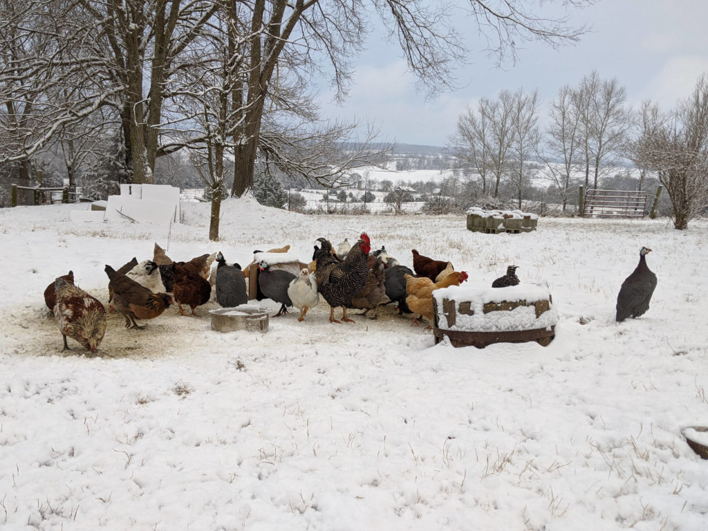 Chickens and guineas eating feed in the snow.