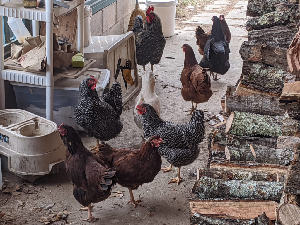 Eight hens and one rooster on the front porch, next to a pile of firewood.