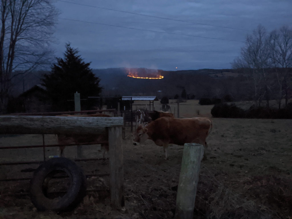 Some cows with the burning hill in the background.