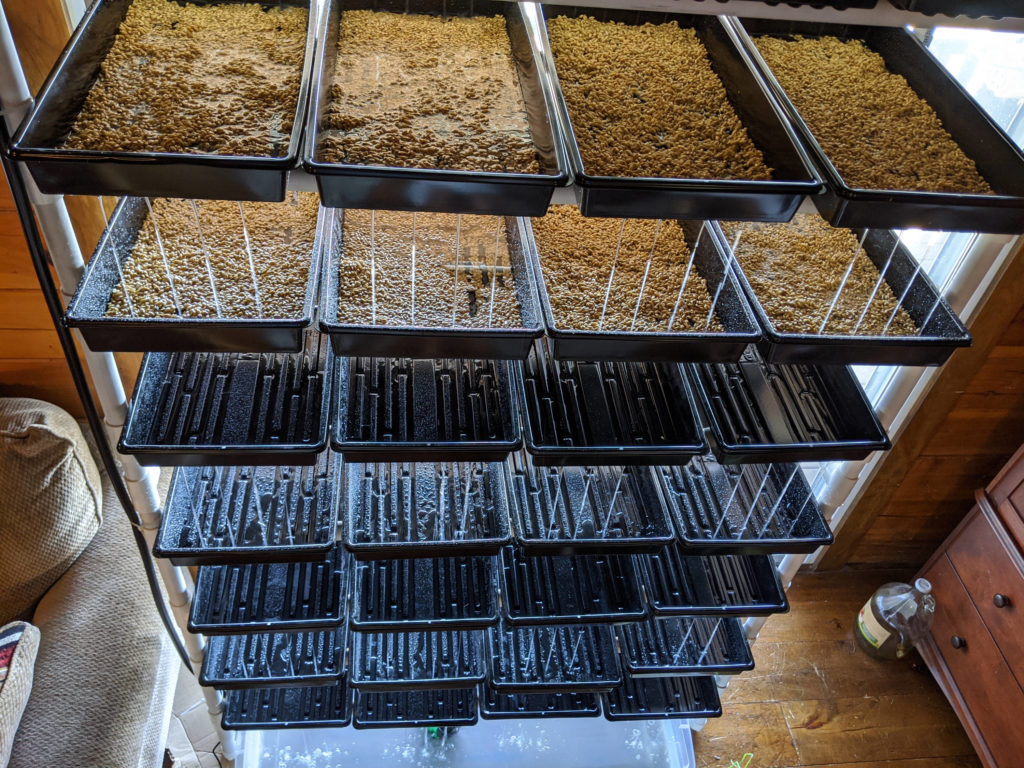 The fodder system, with a couple filled rows, with water running through it.