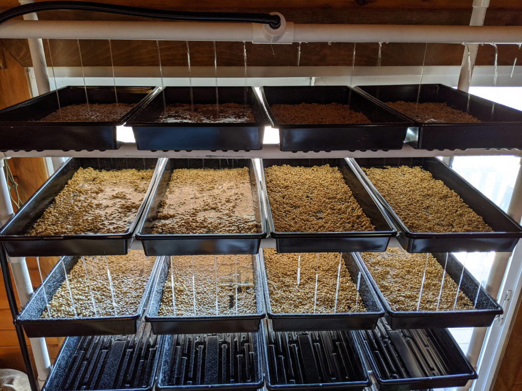 A closeup of the fodder system, three filled rows with water running through it.