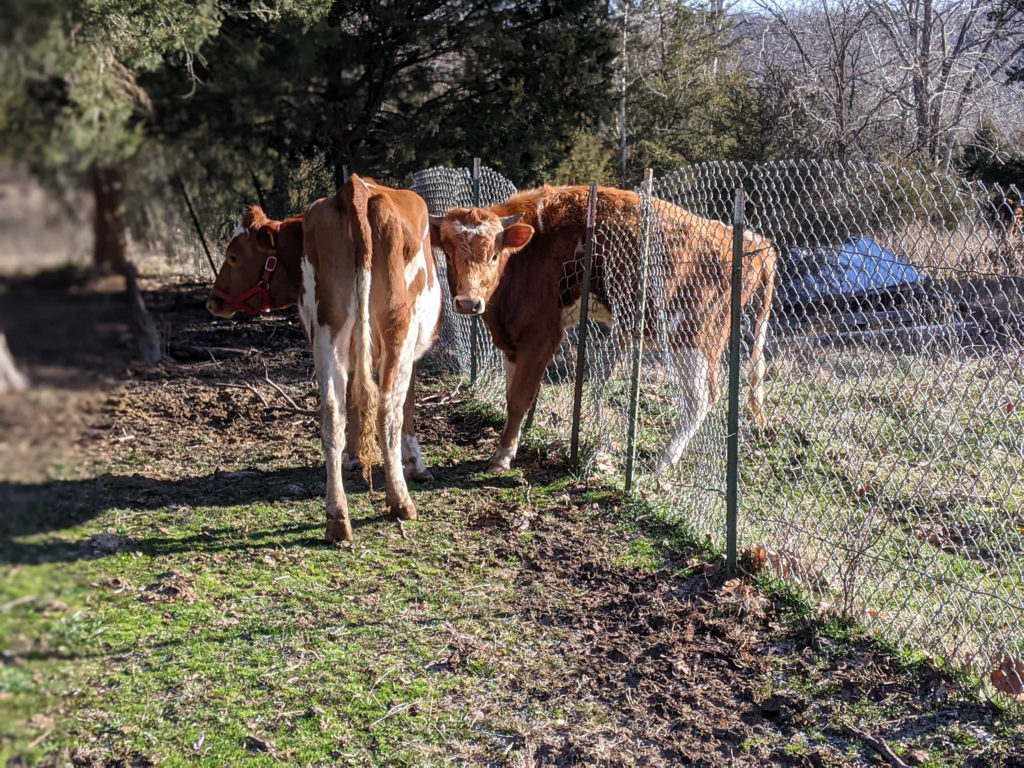 The cow, that is in heat, standing next to a fence, which has a bull stuck hanging over it.